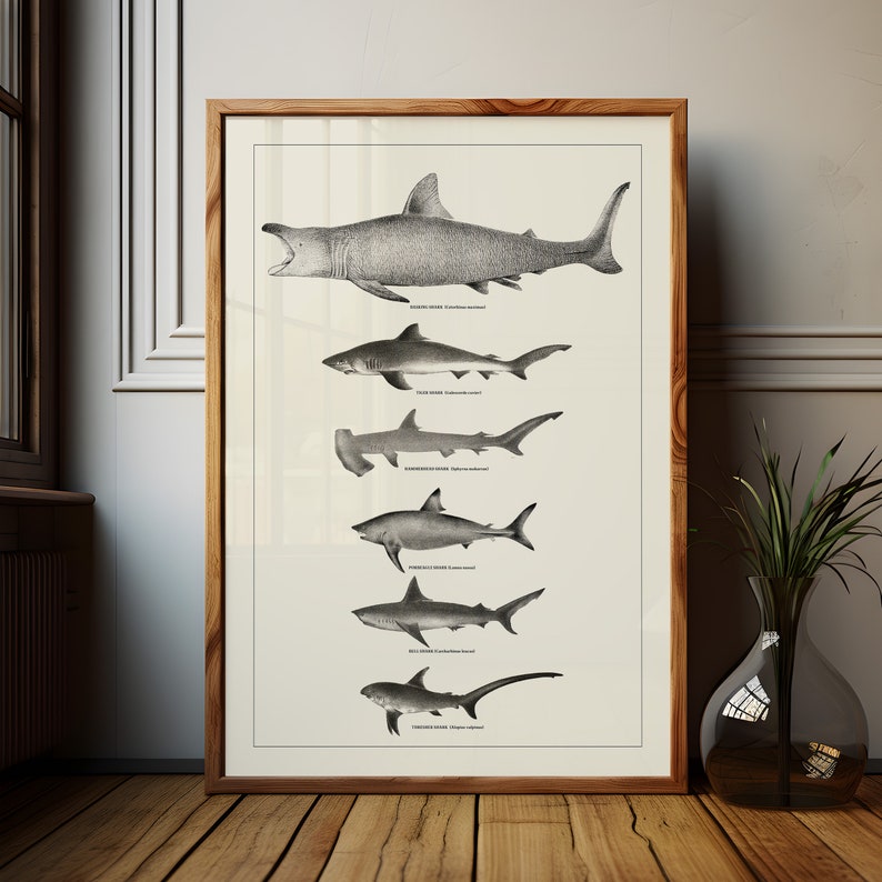 May include: A black and white illustration of seven different shark species, including the Goblin Shark, the Hammerhead Shark, and the Thresher Shark. The illustration is framed and displayed on a white wall.