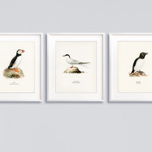 Vintage Sea Bird Prints Matching set of 3 prints of Puffin Tern and Razorbill