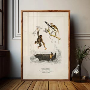 May include: A framed vintage print featuring illustrations of monkeys and a bat. One monkey plays a guitar, another swings from a branch. The bat wears a top hat. The print has text at the bottom.