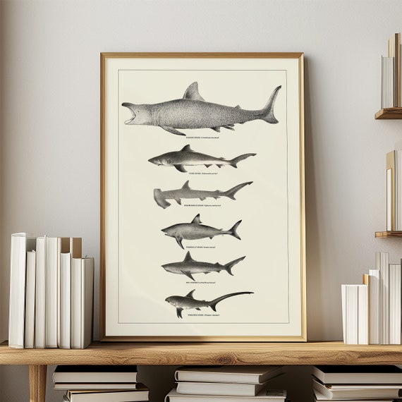 Shark Poster Marine Biology Science Art Coastal Decor Wall Art Neutral Beach House Decor Vintage Bathroom Wall Art Hammerhead Shark Gift