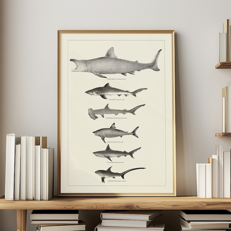 Vintage Shark Poster for Marine Biology Science Art Coastal Decor