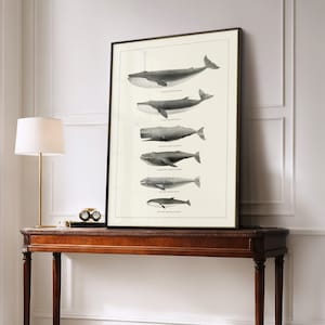 May include: A black and white framed print of a whale chart with the names of different whale species listed below each whale illustration.
