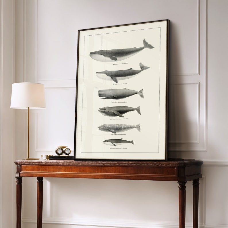 May include: A black and white framed print of a whale chart with the names of different whale species listed below each whale illustration.
