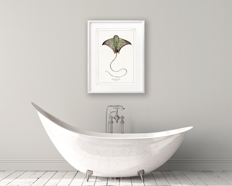 Sealife Drawings Vintage Ray Print Bathroom Wall Art Antique Sealife Illustration Sealife Wall Art