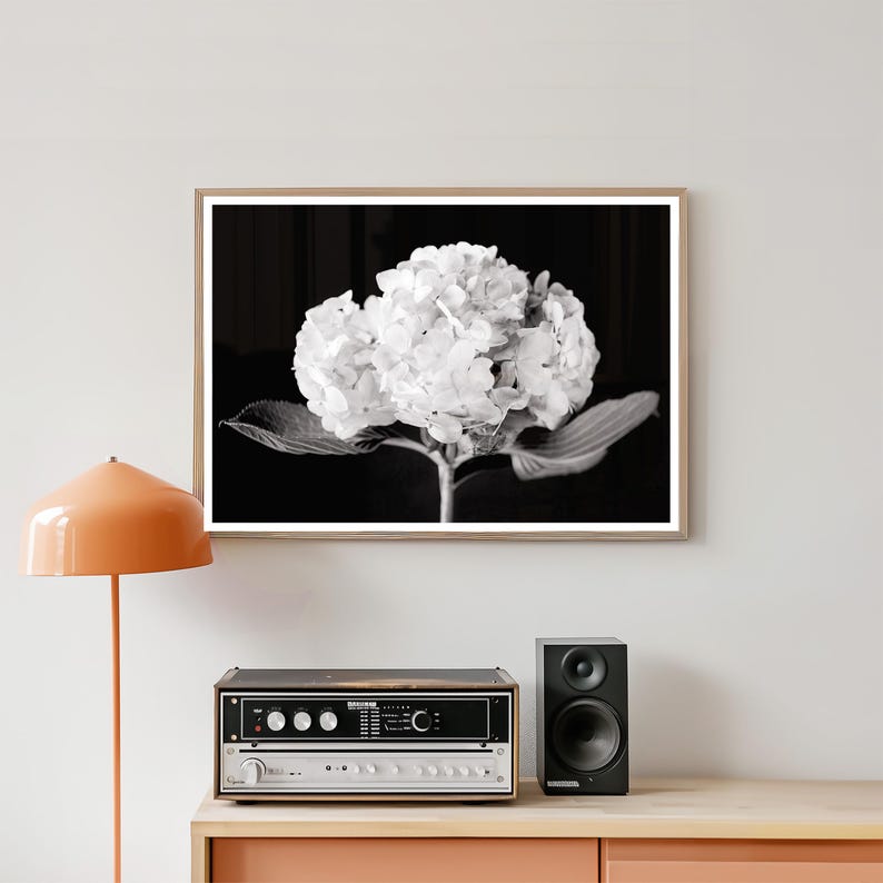 May include: Black and white framed photograph of a hydrangea flower. The flower is in full bloom, with large, textured petals. The photograph is displayed above a stereo system and speaker on a wooden surface.
