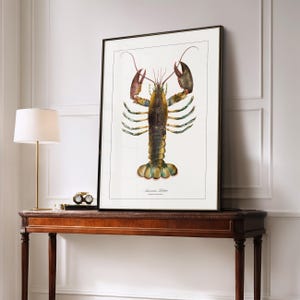 May include: A vintage illustration of an American Lobster, with a white background and the text "American Lobster" at the bottom.