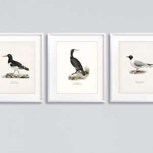 Vintage Sea Bird Prints Conjunto a juego de 3 impresiones de Oystercathcer Cormorant Gull