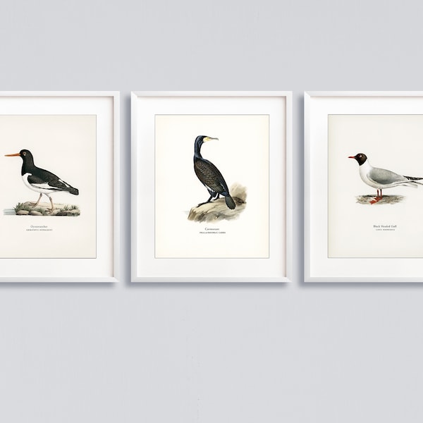 Vintage Sea Bird Prints, Matching set of 3 prints of Oystercathcer, Cormorant, Gull