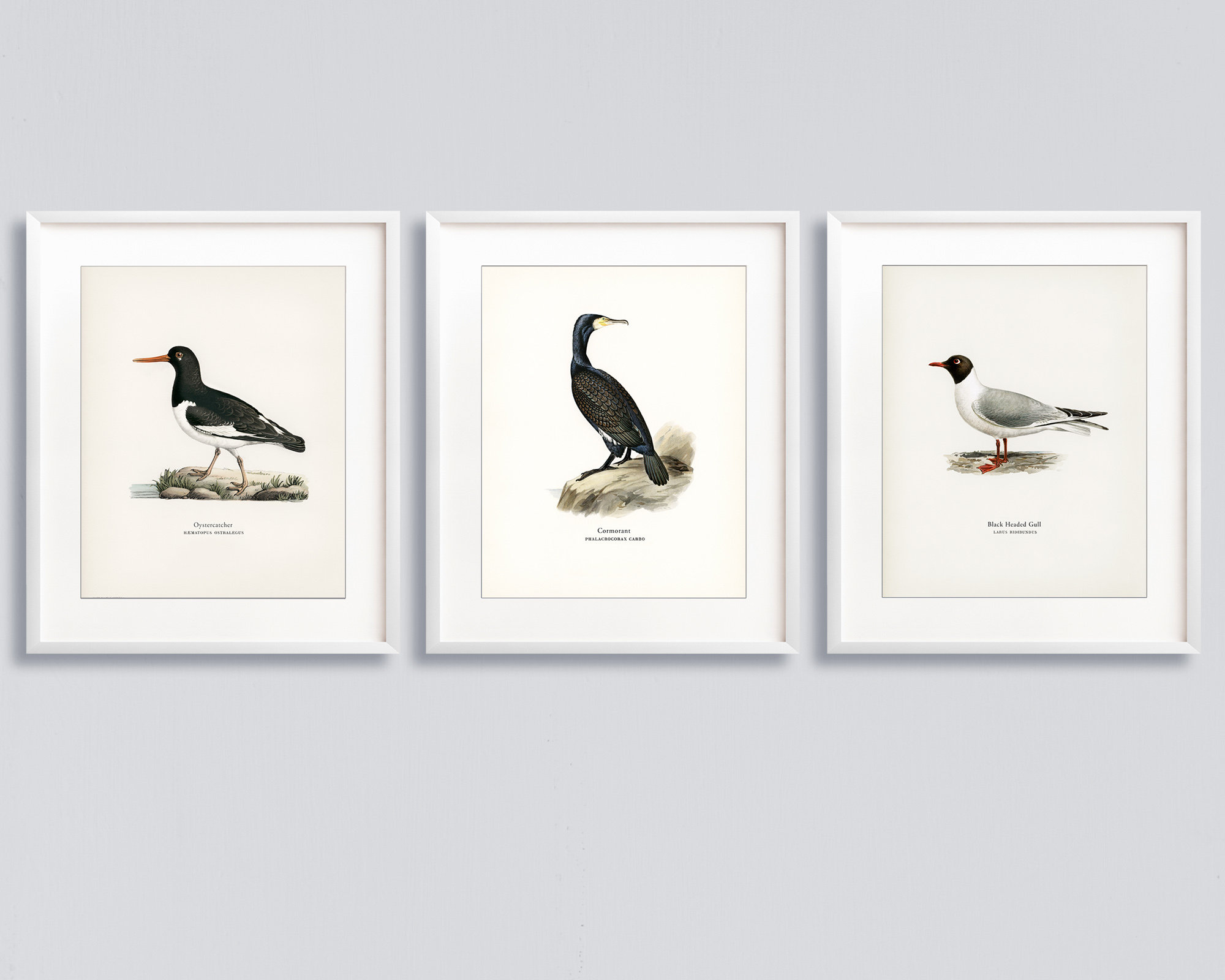 Vintage Sea Bird Prints Matching Set of 3 Prints of - Etsy