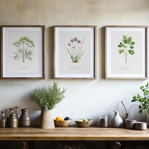Vintage Kitchen Wall Art Herb Plant Paintings Set of 6 Prints for ...