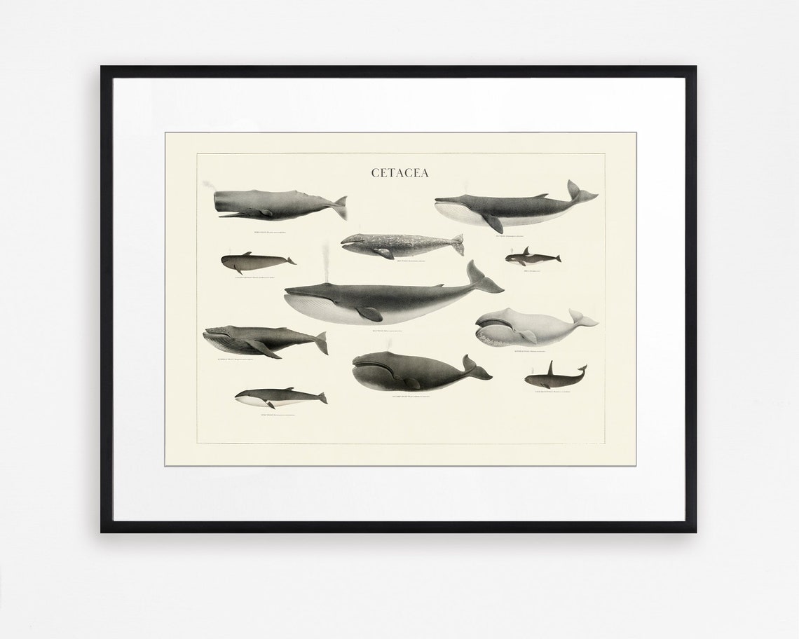 Bathroom Whales Wall Art Printables
