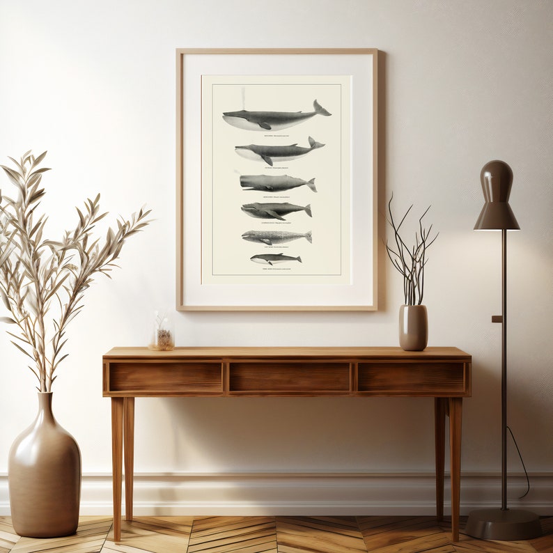May include: A framed black and white illustration of different types of whales, including a blue whale, a humpback whale, a sperm whale, a fin whale, a minke whale, and a gray whale. The illustration is on a white background and is framed in a simple wooden frame.