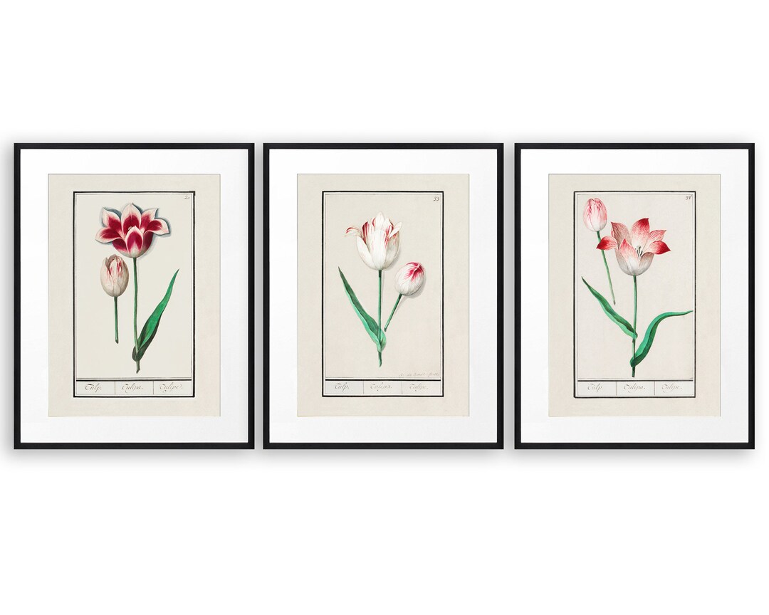 Vintage Tulip Set of 3 Prints Colourful Botanical Illustrations - Etsy