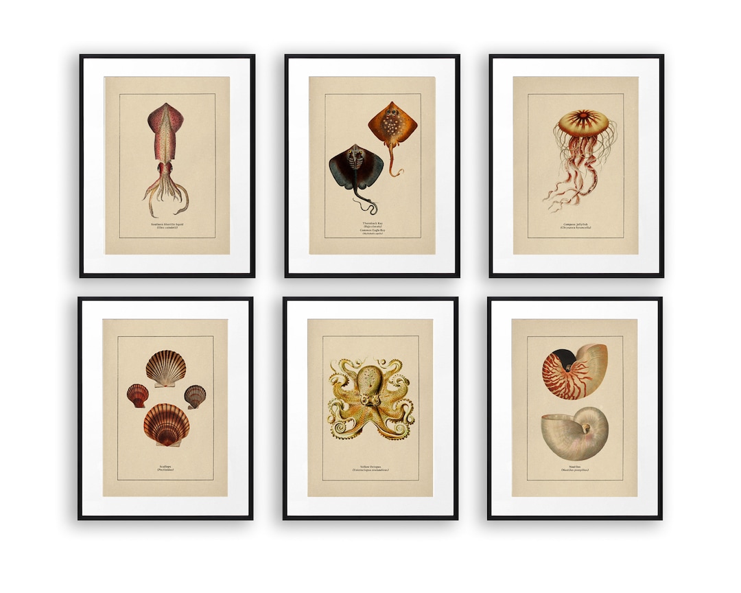 Set of 6 Prints Vintage Decor Nautical Decor Sealife Art Ocean Art ...