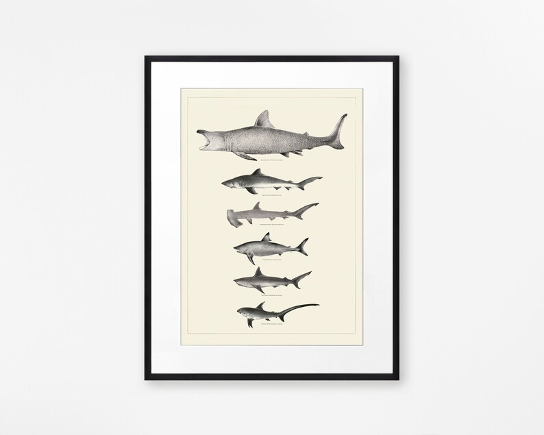 Vintage Shark Print Bathroom Wall Art Sharks Wall Art Etsy UK