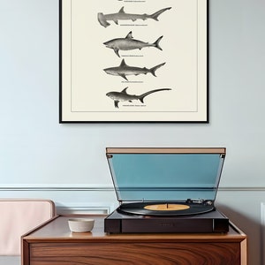 May include: A black and white vintage illustration of different types of sharks, including the Greenland shark, the hammerhead shark, and the thresher shark. The illustration is framed and hanging on a light blue wall above a wooden cabinet with a record player on top.