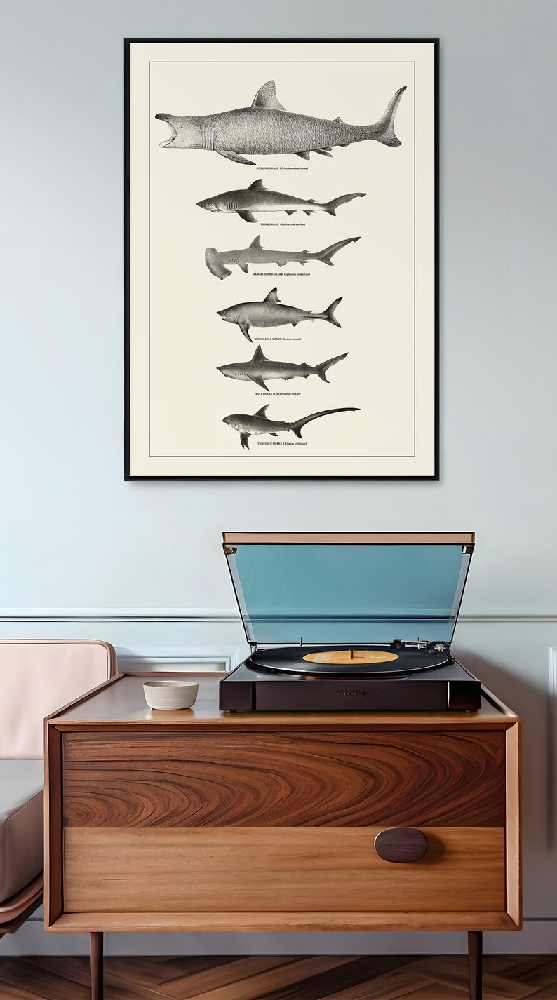 May include: A black and white vintage illustration of different types of sharks, including the Greenland shark, the hammerhead shark, and the thresher shark. The illustration is framed and hanging on a light blue wall above a wooden cabinet with a record player on top.