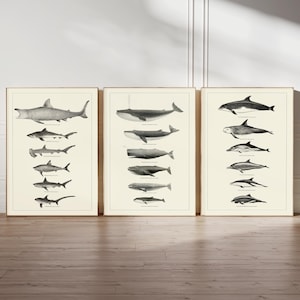 May include: Three framed vintage prints with detailed illustrations of marine life. The left print shows sharks, the centre print features whales, and the right print displays dolphins. Each print is in black and white, with a cream background.