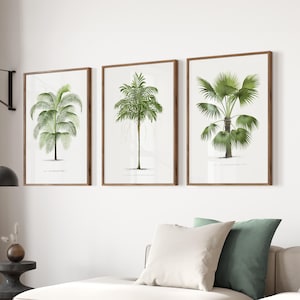 May include: Three framed botanical illustrations of palm trees with green leaves on a white background. The frames are brown wood.