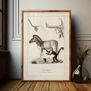 May include: A framed vintage print featuring a zebra and a monkey interacting, with botanical elements in the background. The zebra has black and white stripes. The print is in a wooden frame and is displayed on a wooden surface.