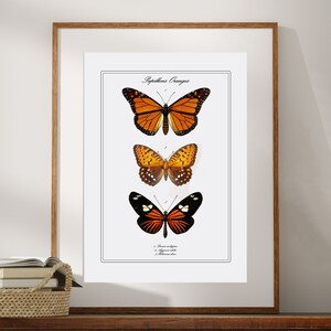 May include: A framed print with the title "Papillons Oranges" featuring three orange and black butterflies. The butterflies are arranged vertically with the largest butterfly at the top and the smallest at the bottom. The print includes the scientific names of each butterfly.