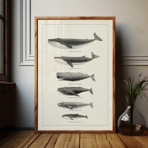 Humpback Whale Art Print Vintage Bathroom Decor Neutral Coastal Wall Art Science Gift for Teacher Classroom Poster Marine Biology