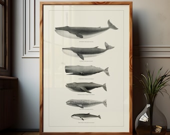 Humpback Whale Art Print Vintage Bathroom Decor Neutral Coastal Wall Art Science Gift for Teacher Classroom Poster Marine Biology