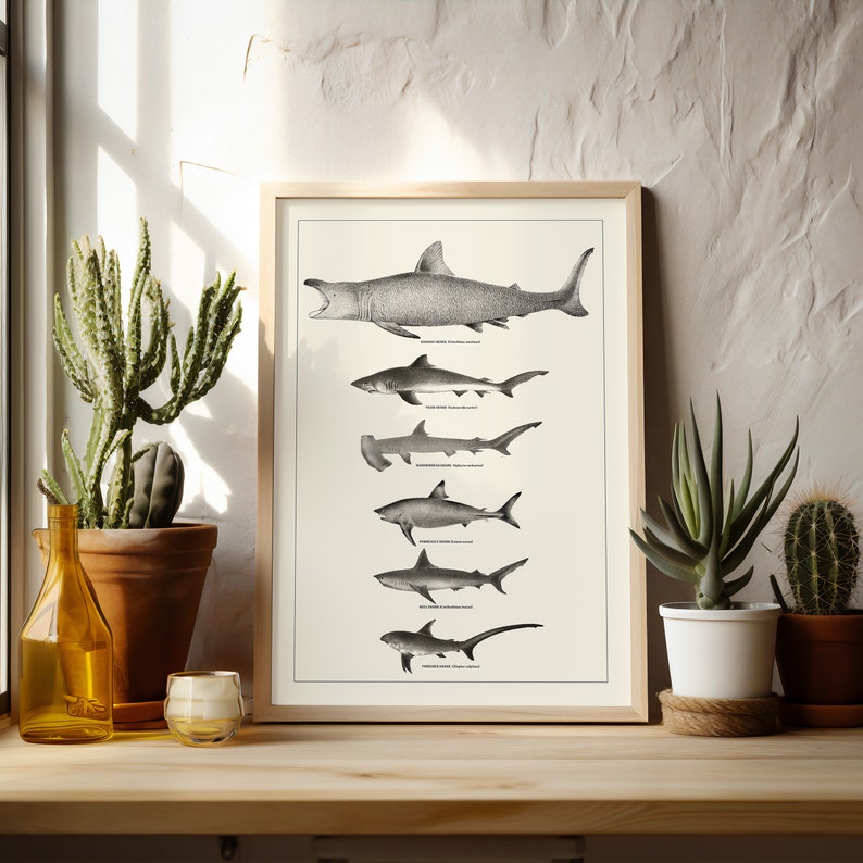 May include: A framed black and white illustration of different types of sharks. The sharks are arranged in a vertical line from largest to smallest. The illustration is on a white background with a light wood frame.