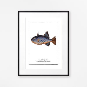 Set of 4 Vintage Fish Prints, Tropical Fish Minimalist Wall Art image 5