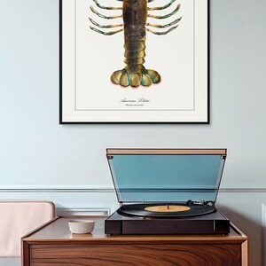 May include: A framed illustration of an American Lobster, with a detailed watercolor painting of the crustacean in shades of green, brown, and red. The text "American Lobster" is printed below the image.