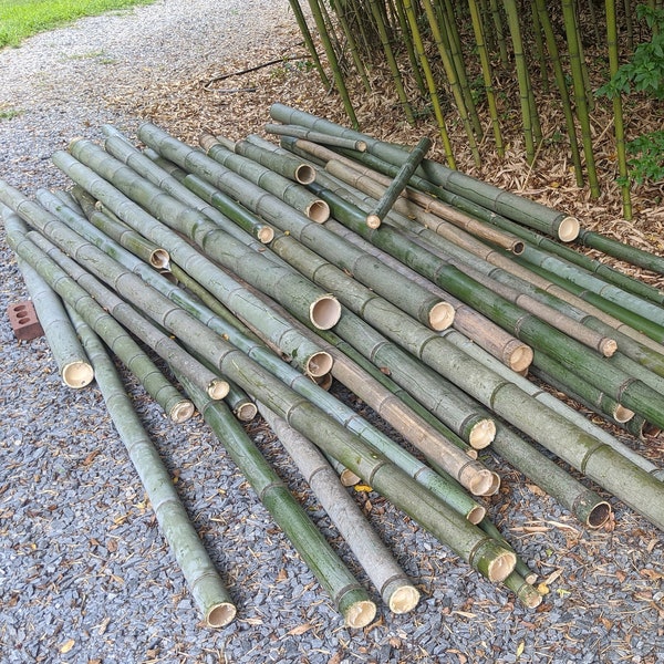 24" See WARNING! 1" 2" 3" 4" 5" Green Giant Large Moso Bamboo Poles Pieces 24" Lengths (2 Feet) 100% Grown Made in USA Green ECO Sustainable