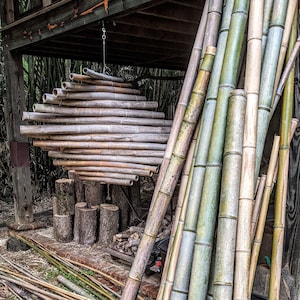 36&quot; See WARNING! 1&quot; 2&quot; 3&quot; 4&quot; 5&quot; Green Giant Large Moso Bamboo Poles Pieces 36&quot; Lengths (3 Feet) 100% Grown Made in USA Green ECO Sustainable