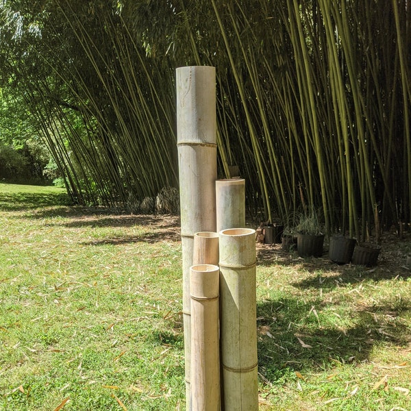48" See WARNING! 1" 2" 3" 4" 5" Green Giant Large Moso Bamboo Poles Pieces 48" Lengths (4 Feet) 100% Grown Made in USA Green ECO Sustainable