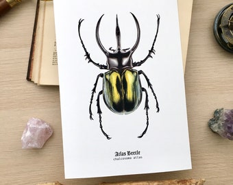 Atlas Beetle Giclee Fine Art print A4, Gothic Wildlife, Dark Academia, Steampunk Nature art, Natural History art print, Entomology gift