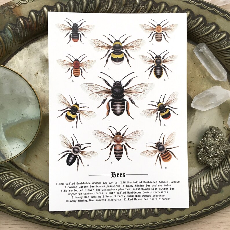 Bee Identification Fine Art Print Gothic Wildlife Dark Etsy UK