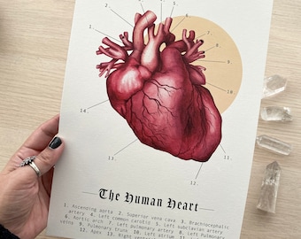 Valentine Anatomy Heart Graphic Design Print, A4, Gothic Heart, Dark Academia, Steampunk Anatomy, Natural History art, Educational