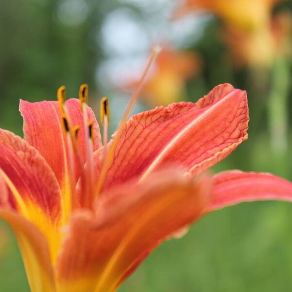 Tiger Lily Bulbs Etsy