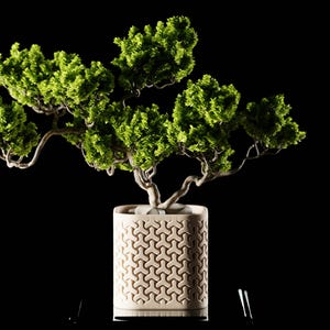 May include: A small green bonsai tree with a twisted trunk in a beige pot with a geometric pattern. The pot is on a black surface.