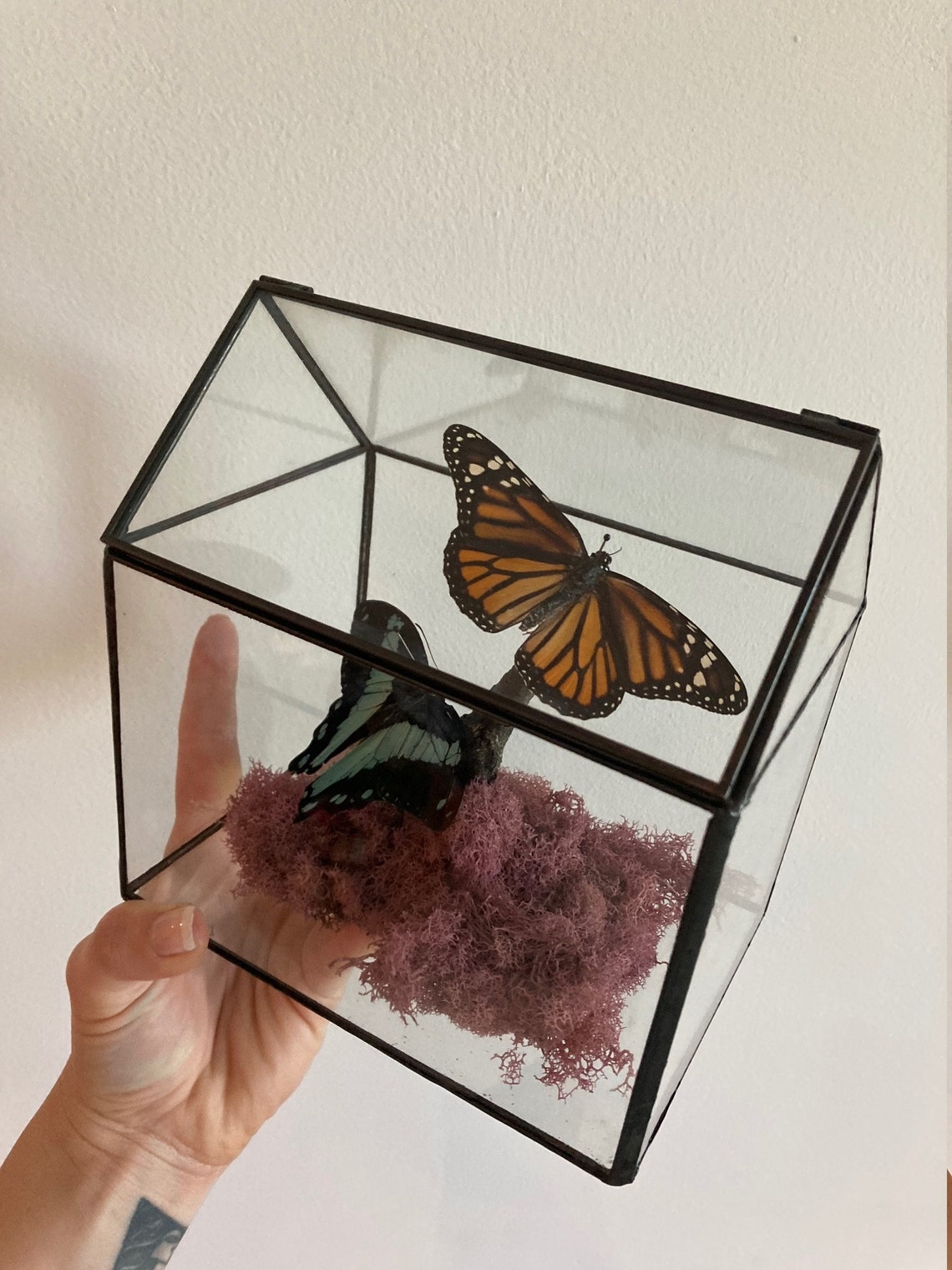 BUTTERFLY TERRARIUM 12 Etsy