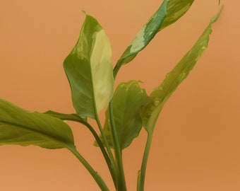 Algaonema modestum 'Spilt Milk' plant