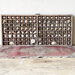 May include: A rectangular wooden printer's tray divided into numerous small square compartments, each containing a variety of natural seashells, sea urchin tests, and small pieces of white coral, arranged in a grid pattern across the display.
