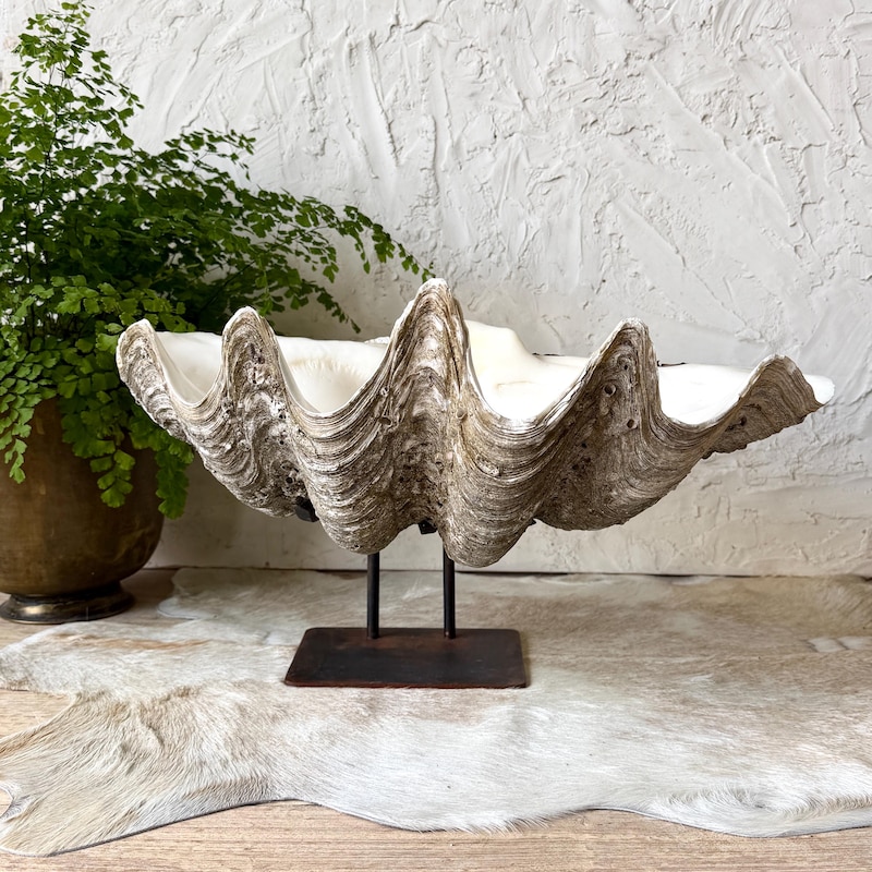 Giant Clam Shell - Etsy