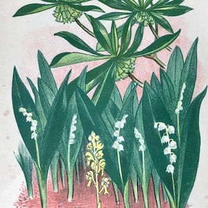 John Nash 1948 Flower Lithograph - Lily of the Valley, Vintage Botany Art