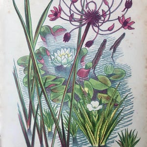 John Nash 1948 Flower Lithograph - Flowering Rush and Water Lily, Vintage Botany Art