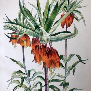 John Nash 1948 Flower Lithograph - Crown Imperial,  from suite of English Garden Flowers, vintage botany.