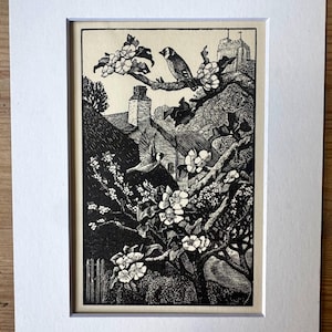1933 C. F. Tunnicliffe Fåglar i blommande träd, monterat träsnitt gravyrtryck 15x20 cm