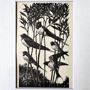 1937 C. F. Tunnicliffe ‘Svalor i viden’ Fåglar, monterat träsnitt 15x20 cm