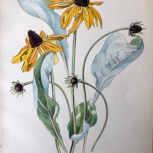 John Nash 1948 Flower Lithograph - The Great Cone Flower from suite of English Garden Flowers.