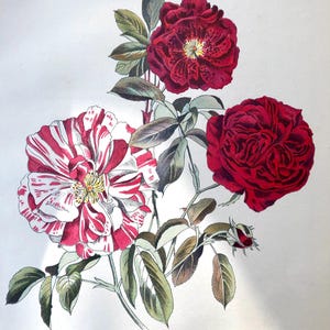 John Nash 1948 Flower Lithograph - ‘Rosa Gallica’,  from suite of English Garden Flowers, vintage botany.