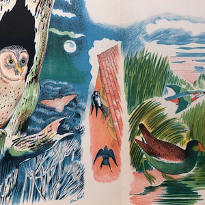 John Nash Lithograph &#39;Wild Birds of Britain&#39; 1946 Print 13.5x9.5ins